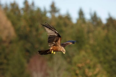 falcon in flight, animal