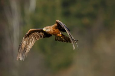 falcon in flight, animal