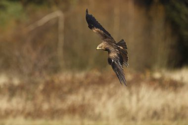 falcon in flight, animal