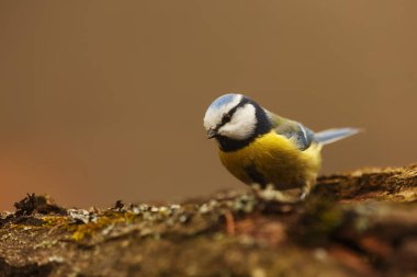 Eurasian blue tit on the bark tree