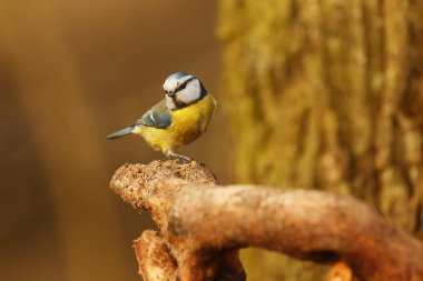 Eurasian blue tit on the bark tree