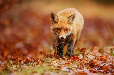 Red fox in forest at daytime