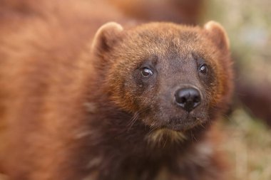 Vahşi doğada Wolverine portresi 