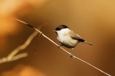 cute tit portrait on blurred background 