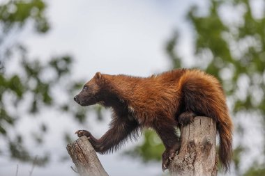 Vahşi doğada Wolverine portresi 