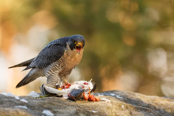Peregrine Falcon Starting Eat Pigeon — Foto de Stock