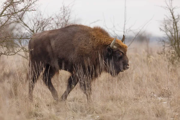 European Bison Bison Bonasus Largest Mammal Lives Europe — Stock Photo, Image