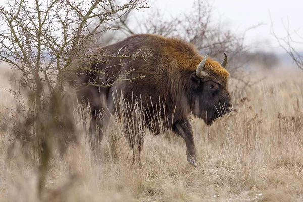 European Bison Bison Bonasus Largest Mammal Lives Europe — Stock Photo, Image