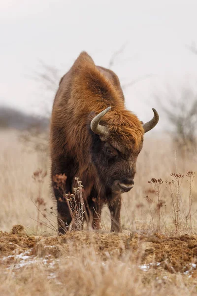 Bison Europe Bison Bonasus Grand Mammifère Qui Vit Europe — Photo