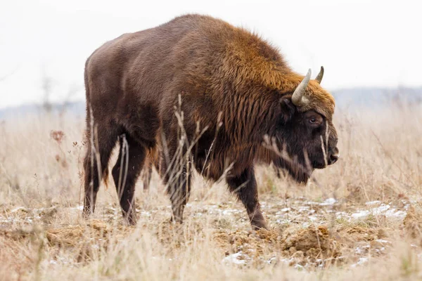 European Bison Bison Bonasus Largest Mammal Lives Europe — Stock Photo, Image