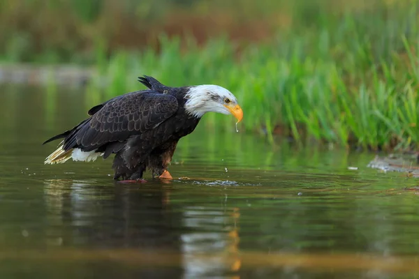 Bald Eagle Daytime Portrait Wild Nature — Stockfoto