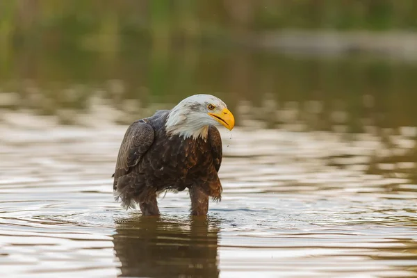 Bald Eagle Daytime Portrait Wild Nature — Zdjęcie stockowe