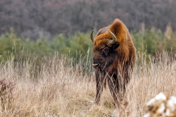 Bisonte Europeo Bison Bonasus Mamífero Más Grande Que Vive Europa — Foto de Stock