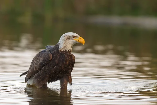 Bald Eagle Daytime Portrait Wild Nature — Stockfoto