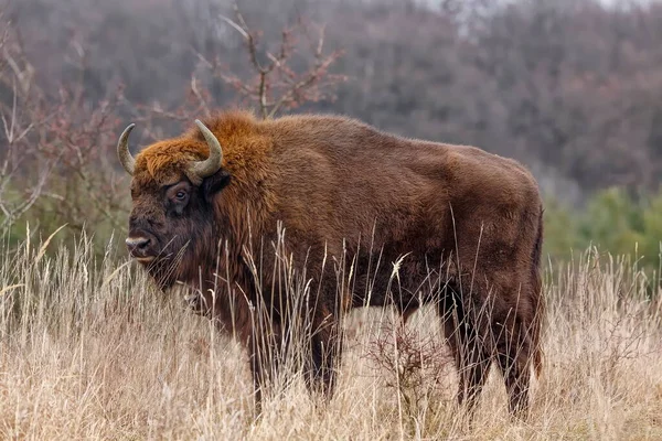 European Bison Bison Bonasus Largest Mammal Lives Europe — Stock Photo, Image