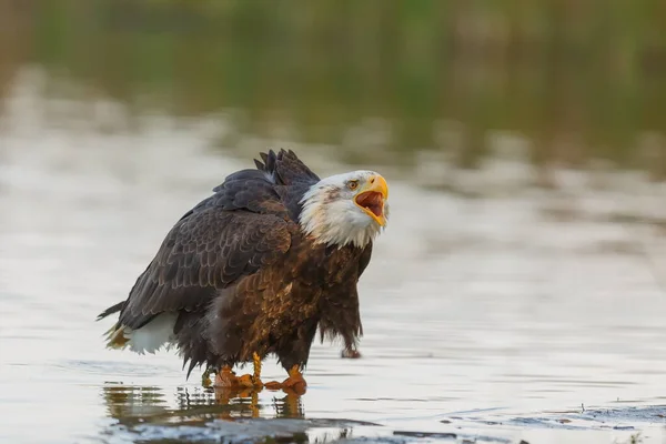 Bald Eagle Daytime Portrait Wild Nature — Zdjęcie stockowe