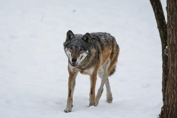 Männlicher Eurasischer Wolf Canis Lupus Lupus Verschneiten Wald — Stockfoto