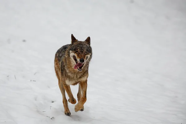 Férfi Eurázsiai Farkas Canis Lupus Lupus Havas Erdőben — Stock Fotó