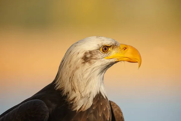 Weißkopfseeadler Porträt Auf Verschwommenem Hintergrund — Stockfoto