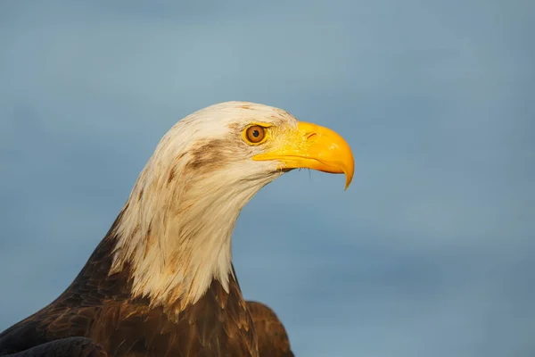 Bald Eagle Portrait Blurred Background — Stock Photo, Image