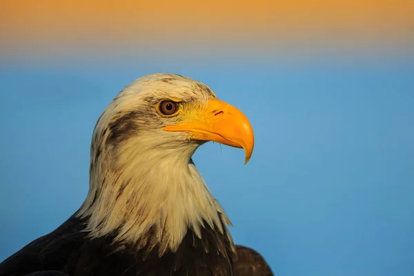 Bulanık Arkaplanda Kel Kartal Portresi — Stok fotoğraf