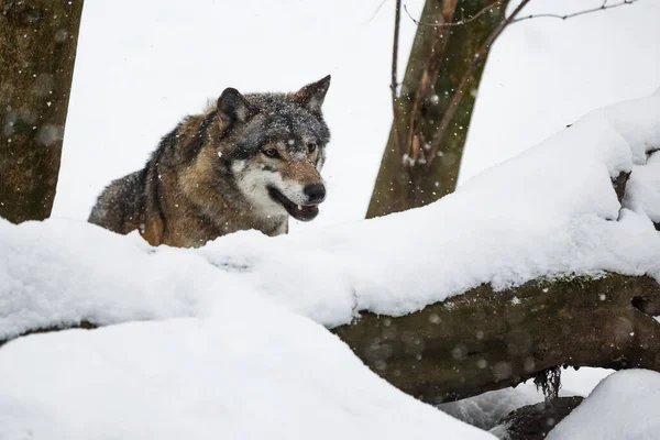 Мужчина Евразийский Волк Волчанка Собачья Снежном Лесу — стоковое фото