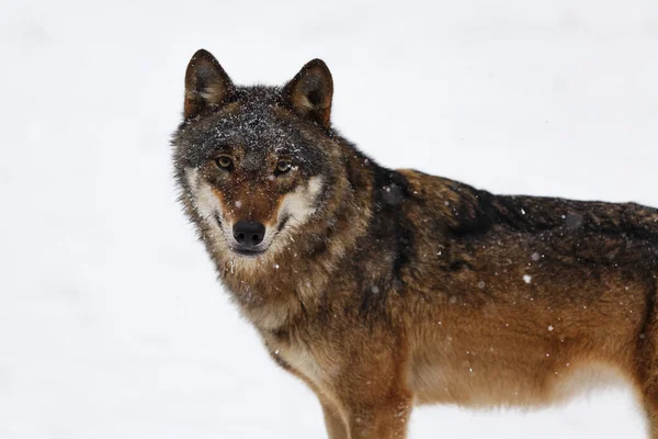 Самець Євразійський Вовк Canis Lupus Lupus Сніговому Лісі — стокове фото