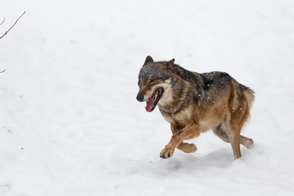 Erkek Avrasya Kurdu Köpek Lupus Karlı Ormanda — Stok fotoğraf