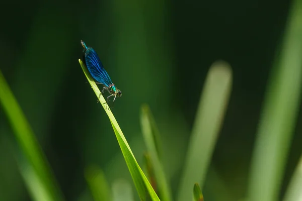 Closeup Dragonfly Sitting Plant — Fotografia de Stock