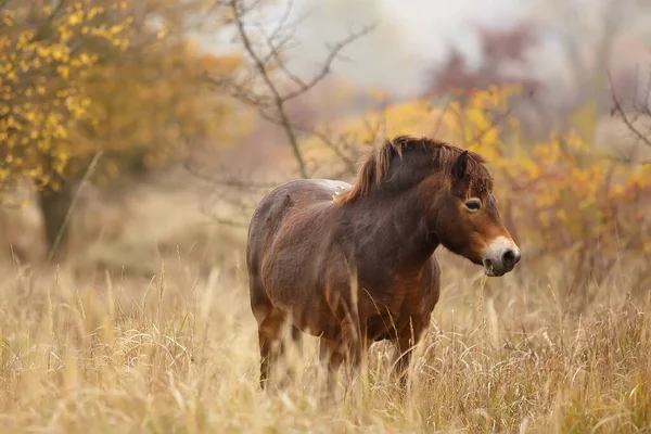 Equus Ferus Przewalskii Mongools Wild Paard Dzungaars Paard — Stockfoto