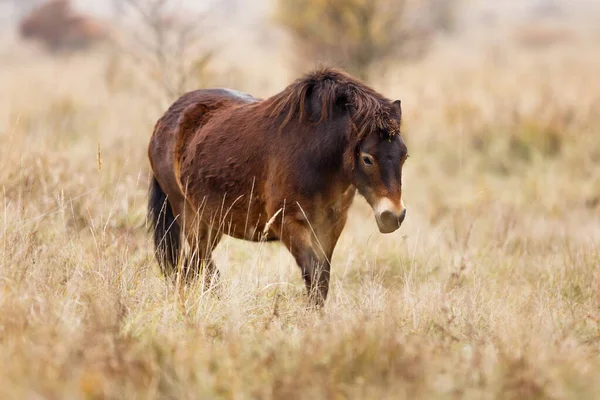 Equus Ferus Przewalskii Mongol Vadló Vagy Dzungariai — Stock Fotó