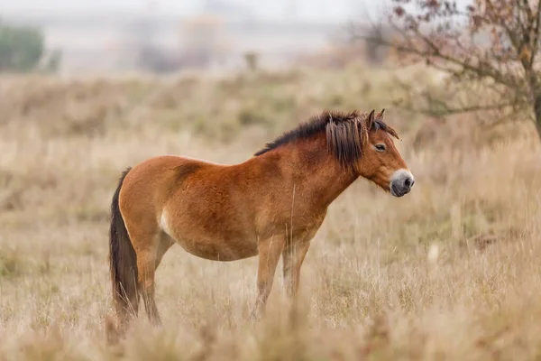 Equus Ferus Przewalskii Mongools Wild Paard Dzungaars Paard — Stockfoto