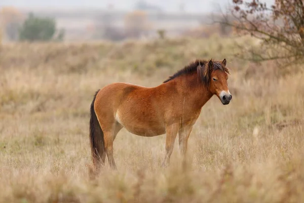 Equus Ferus Przewalskii Mongolian Wild Horse Dzungarian Horse — Stockfoto