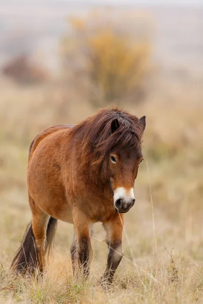 Equus Ferus Przewalskii Mongolský Divoký Kůň Nebo Dzungarijský Kůň — Stock fotografie