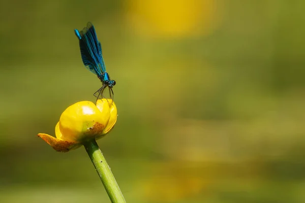 Closeup Dragonfly Sitting Plant — 图库照片