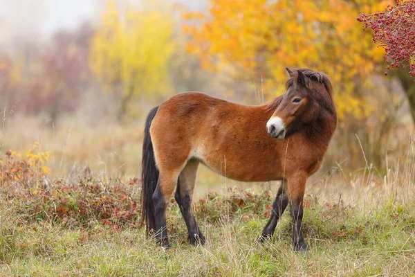 Equus Ferus Przewalskii Mongolski Dziki Koń Lub Koń Dzungarski — Zdjęcie stockowe