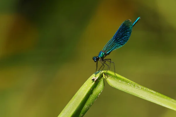 Closeup Dragonfly Sitting Plant — Zdjęcie stockowe