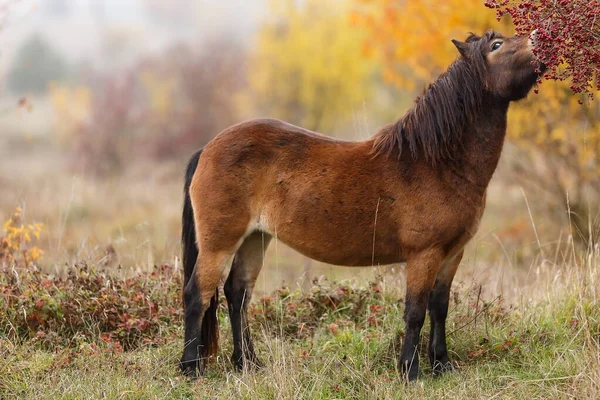 Equus Ferus Przewalskii Mongolski Dziki Koń Lub Koń Dzungarski — Zdjęcie stockowe