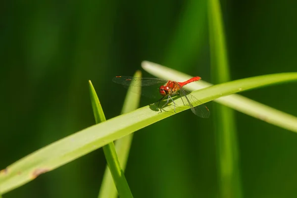 Closeup Dragonfly Sitting Plant — Zdjęcie stockowe