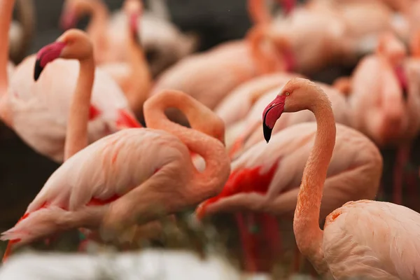 American Flamingo Phoenicopterus Ruber Red Detail Flock — стокове фото