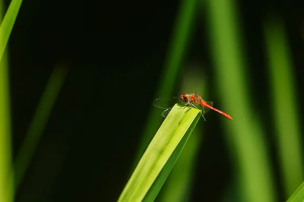 Closeup Dragonfly Sitting Plant — Photo