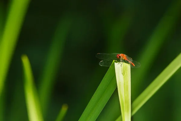 Closeup Dragonfly Sitting Plant — Fotografia de Stock