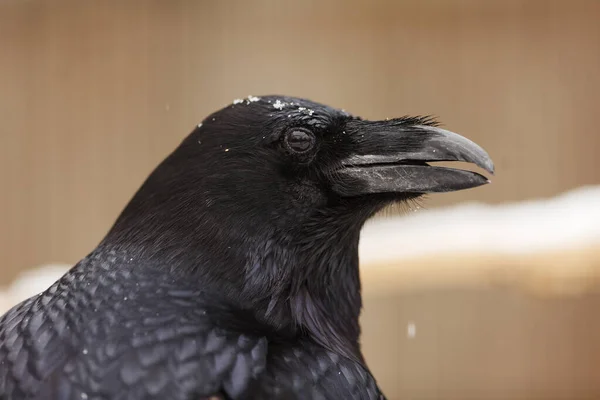 Common Raven Corvus Corax Close — Stock Photo, Image