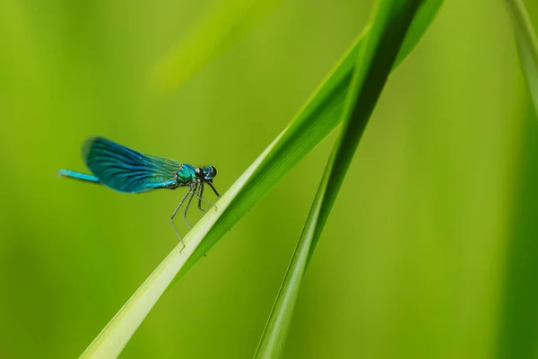 Closeup Dragonfly Sitting Plant — Fotografia de Stock