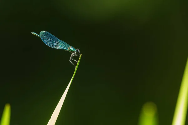 Closeup Dragonfly Sitting Plant — Fotografia de Stock