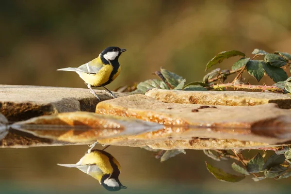 Great tit portrait at wild nature 