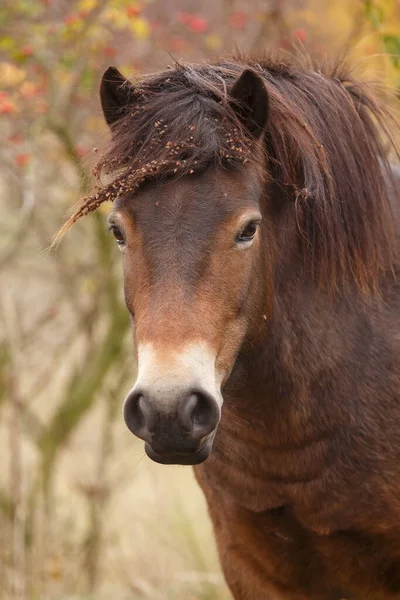 Equus Ferus Przewalskii Caballo Salvaje Mongol Caballo Dzungariano —  Fotos de Stock