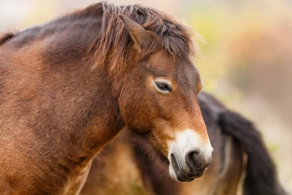 Equus Ferus Przewalskii Mongolian Wild Horse Dzungarian Horse — Stock Photo, Image