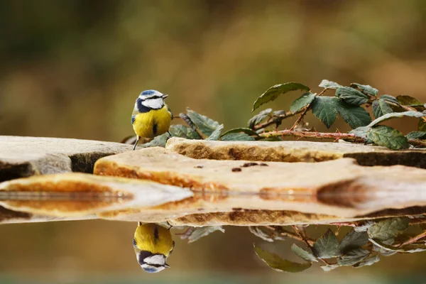 Great tit portrait at wild nature 