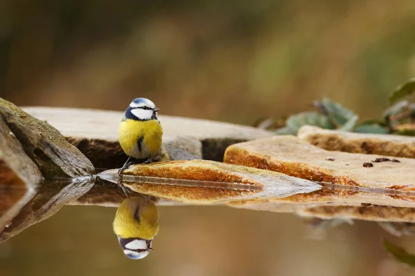 Great tit portrait at wild nature 